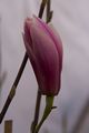 Magnolia Heaven Scent-1 Magnolia